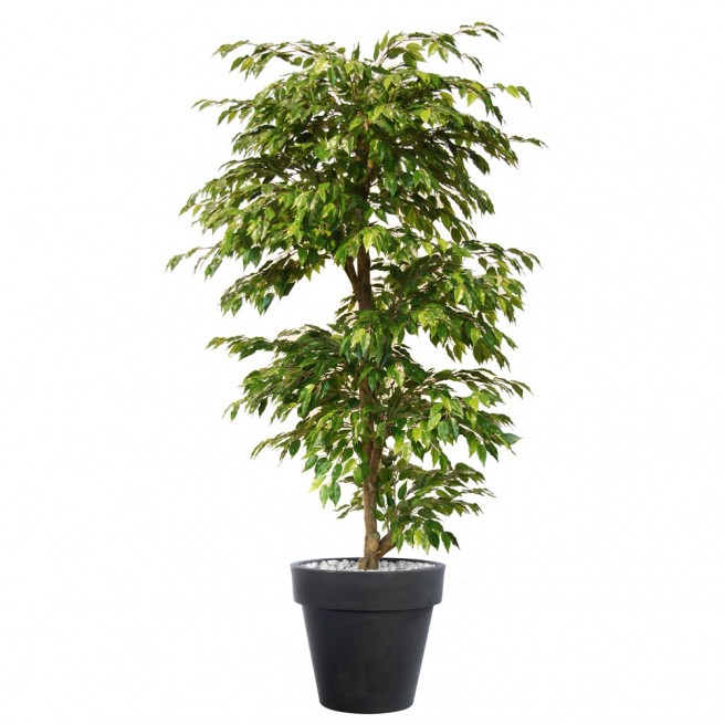 Planta semi-artificiala Ila, Ficus Golden Multistep - 180 cm